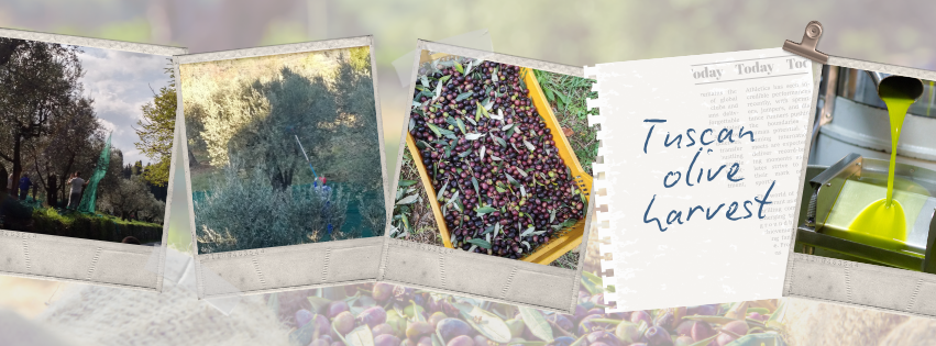 Tuscan olive harvest